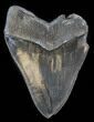 Serrated Fossil Megalodon Tooth - Beastly #38742-2